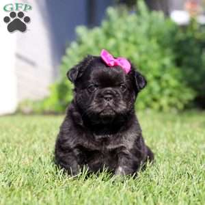 Amy, French Bulldog Puppy